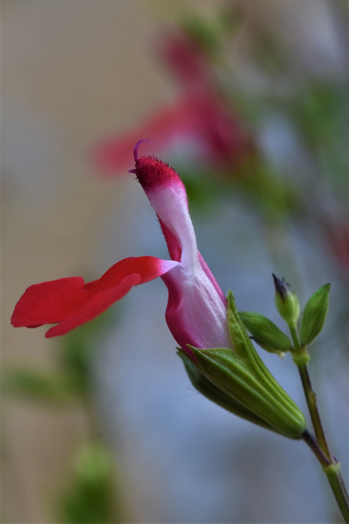 coeur épanouie