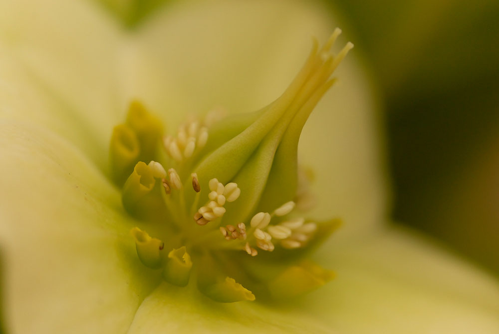 coeur fleur de noel