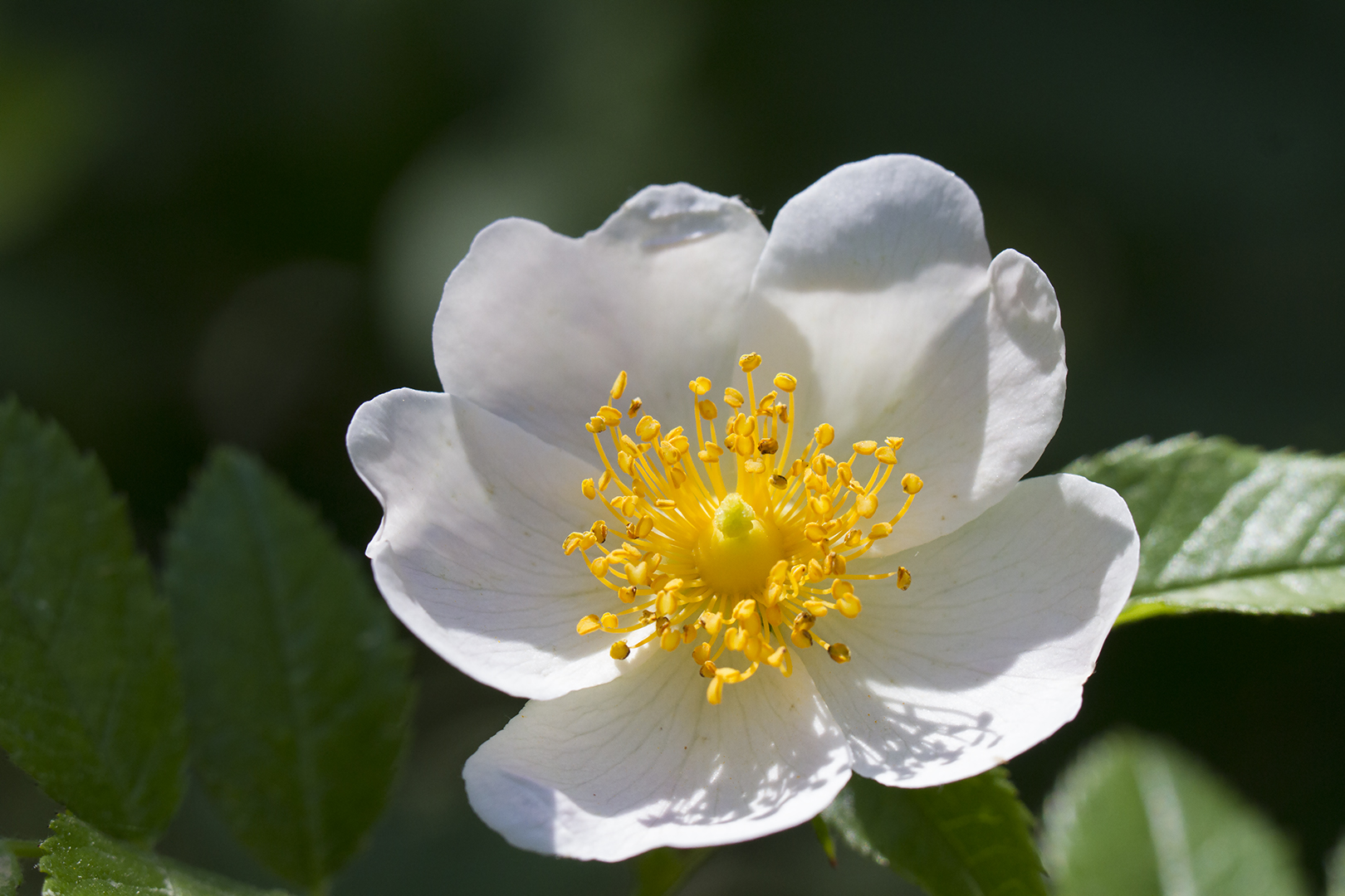 Coeur jaune