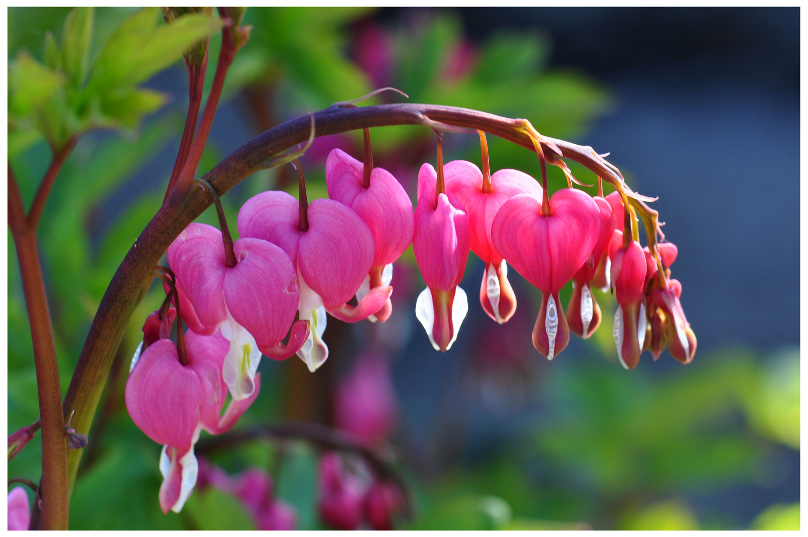 "Coeurs de Marie."