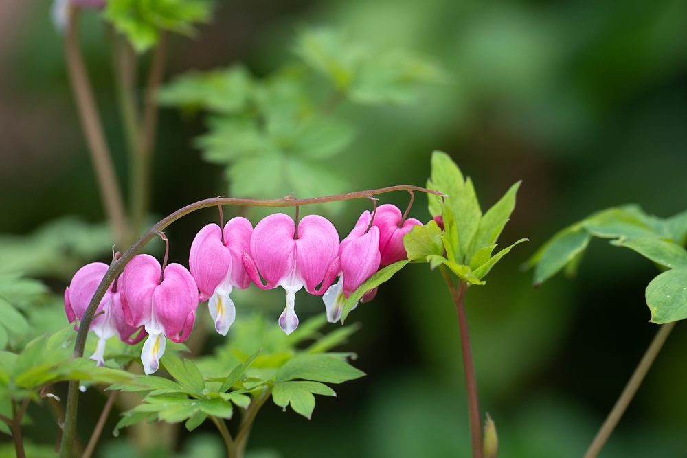 Coeurs de Marie 