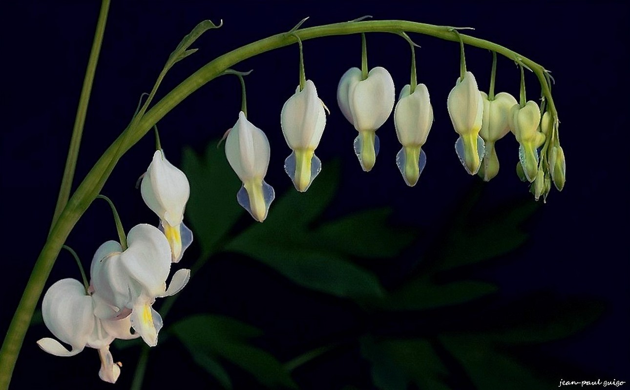 coeurs de marie blanc