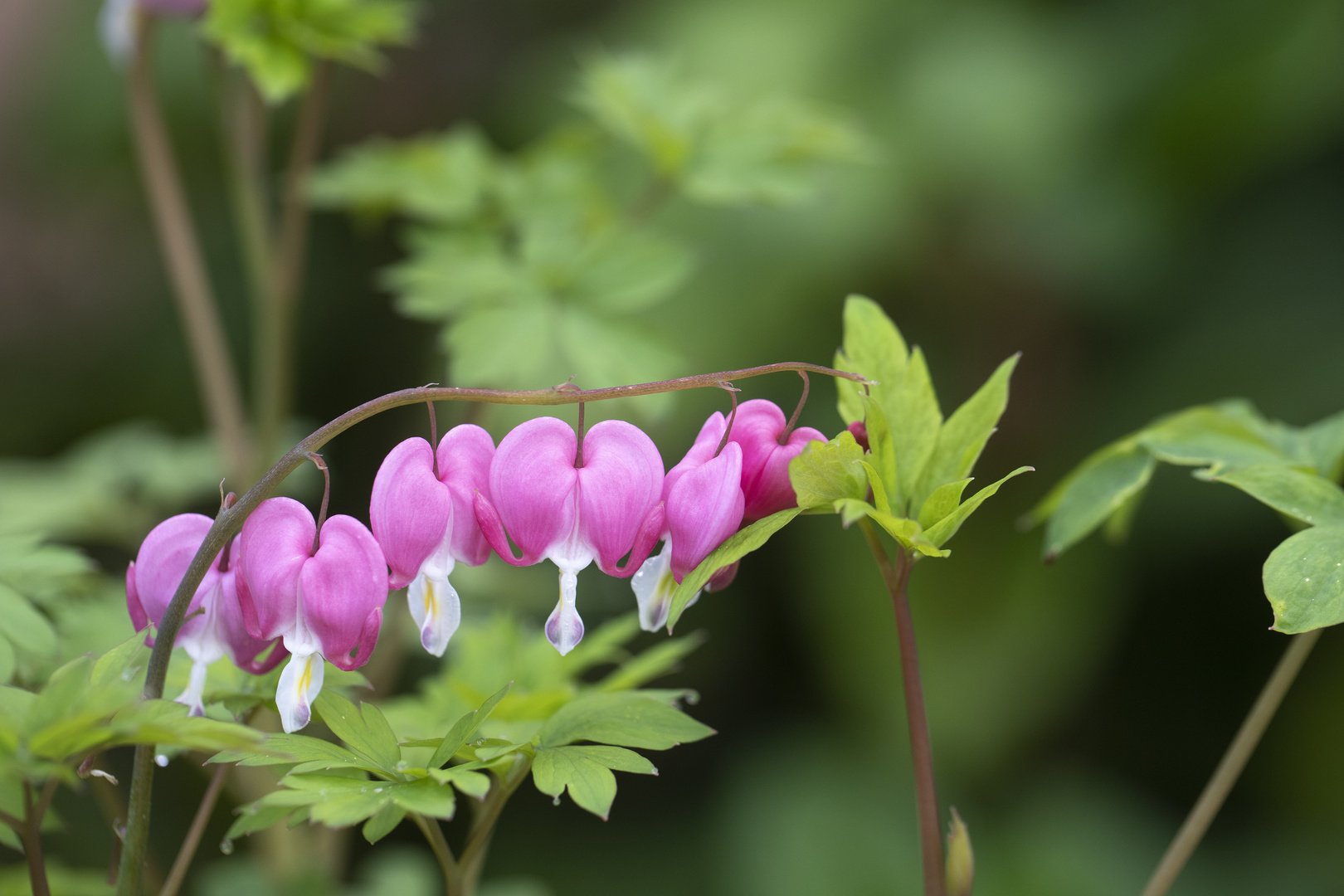 Coeurs de printemps