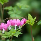 Coeurs de printemps