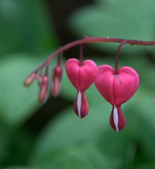 coeurs en duo