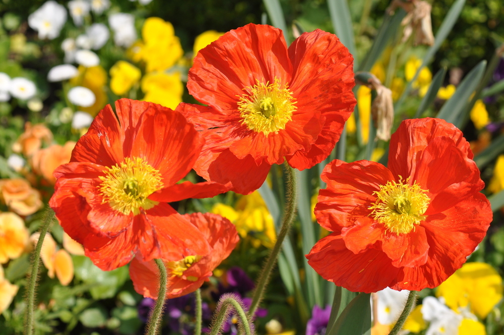 Coeurs en feu