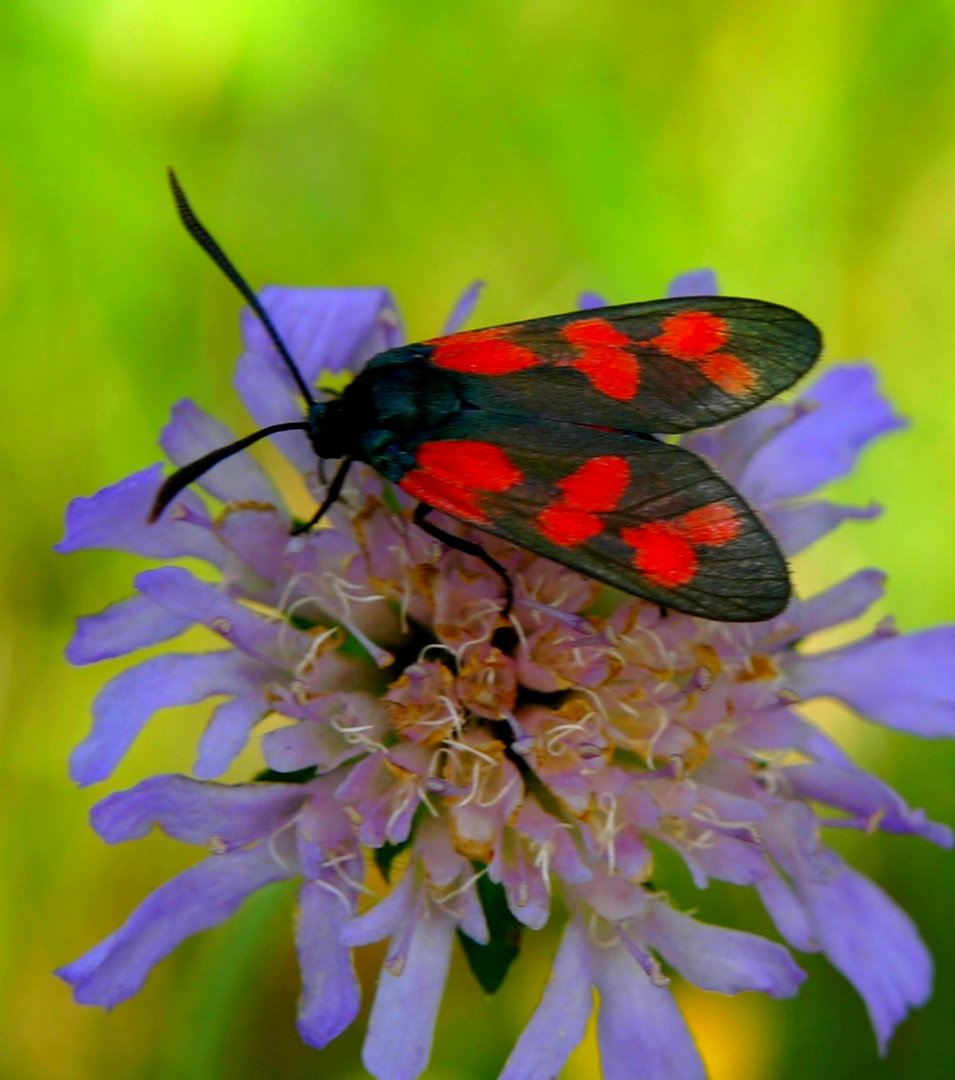 COEURS VOLANTS