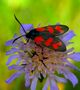 COEURS VOLANTS de lisabel 