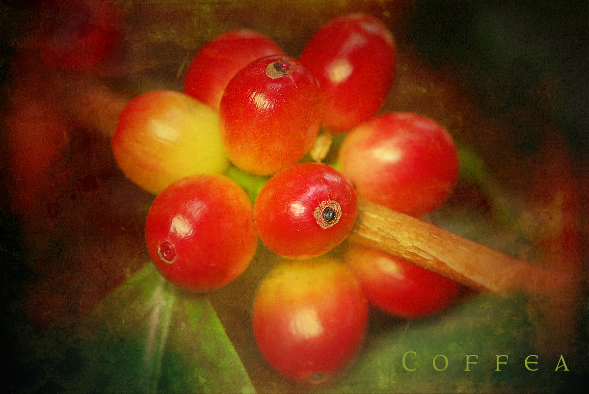 Coffea