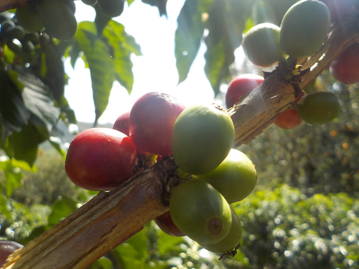 Coffea arabica