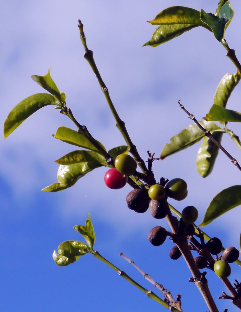 Coffea Arabica