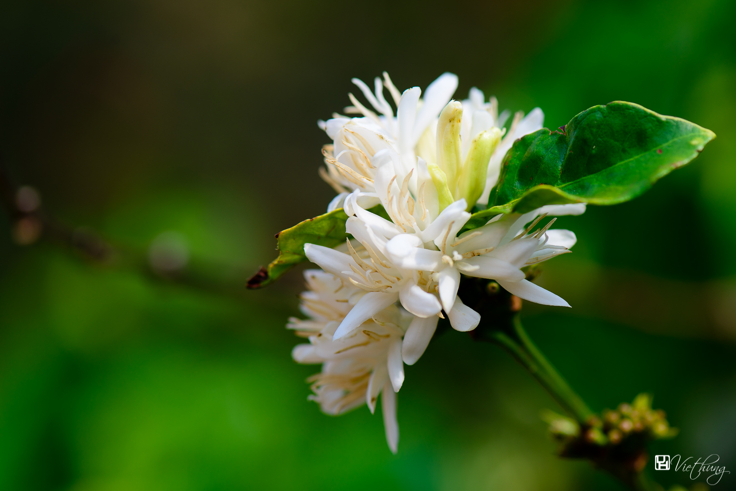 Coffea arabica