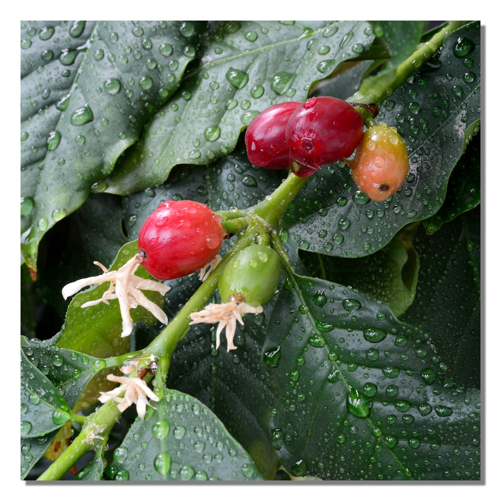 Coffea arabica