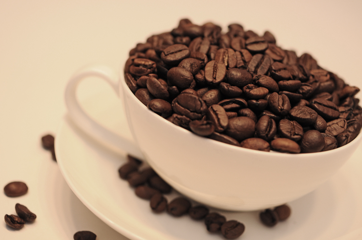 Coffea arabica No. III