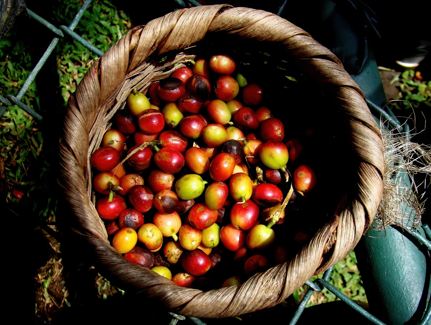 Coffee - Costa Rica 