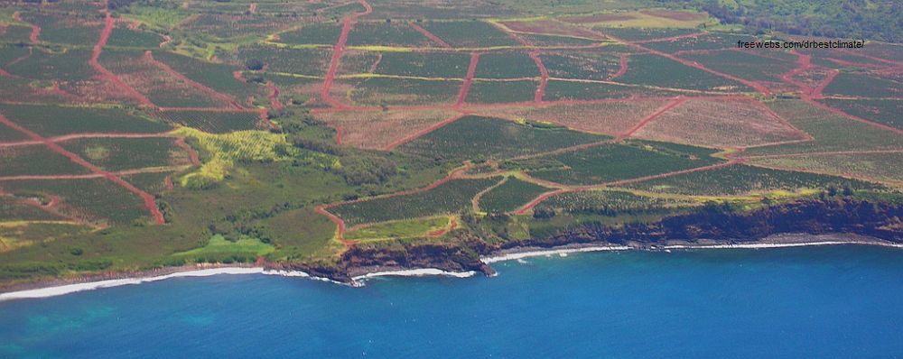 Coffee Fields meet Ocean