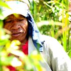 Coffee Grower