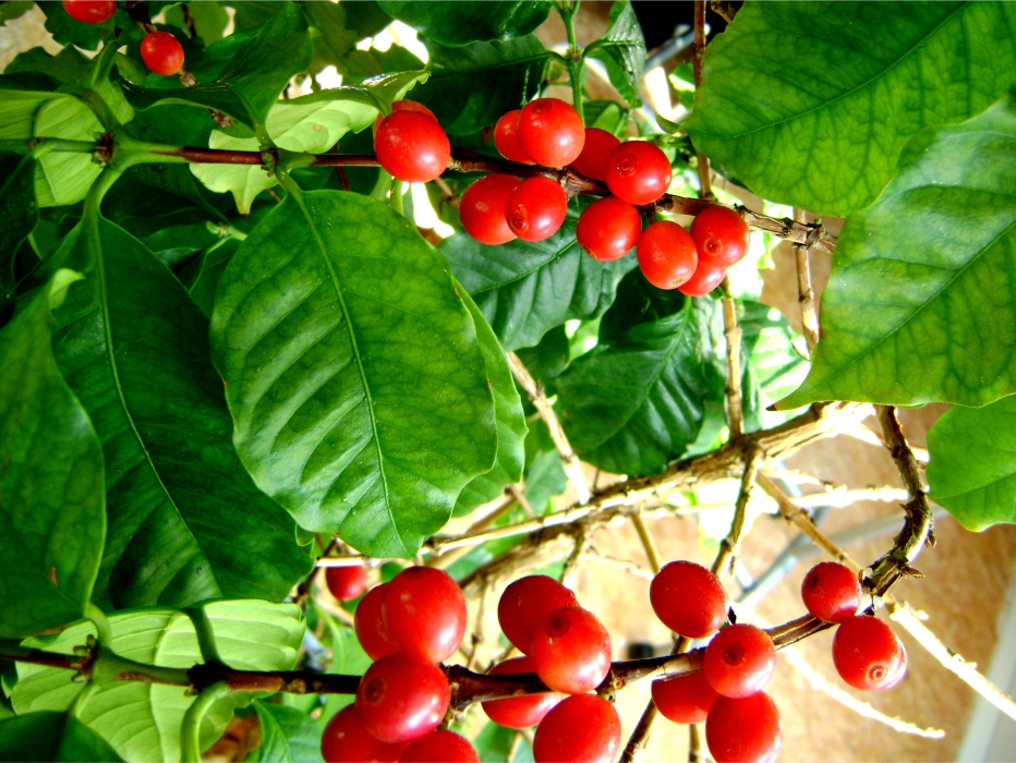 Coffee tree :) in my home- good year.