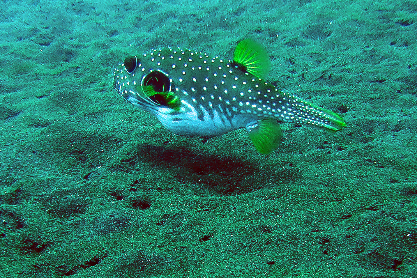 Cofferfish in three meters