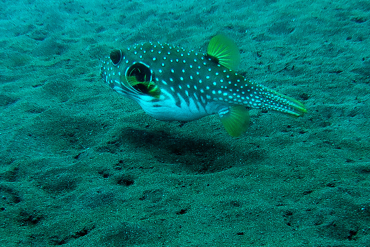 Cofferfish in three meters deep