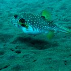 Cofferfish in three meters deep