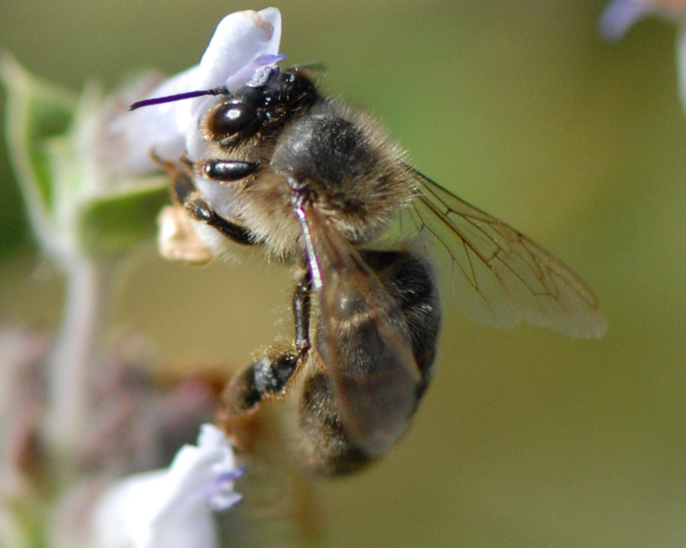 Cogida a una flor