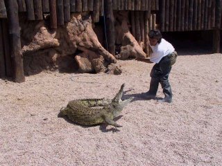 COGIENDO UN COCODRILO EN EL RANCHO TEXAS PARK