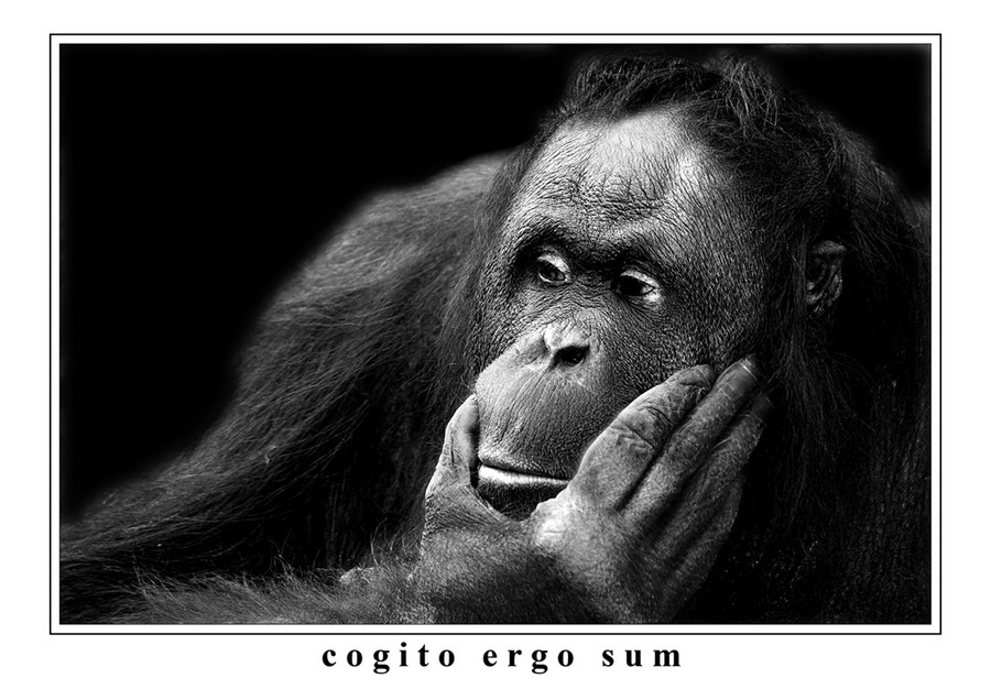 Cogito Ergo Sum