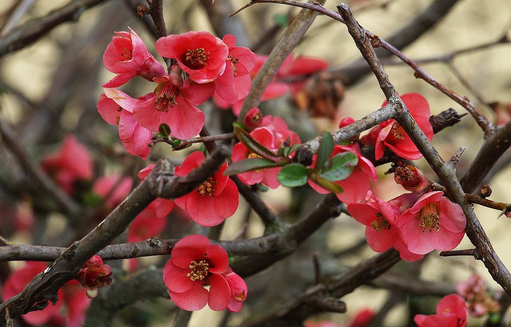 Cognassier du Japon en fleurs – Die Zierquitte (Chaenomeles japonica) blüht.