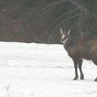 Cogne - Gran Paradiso .