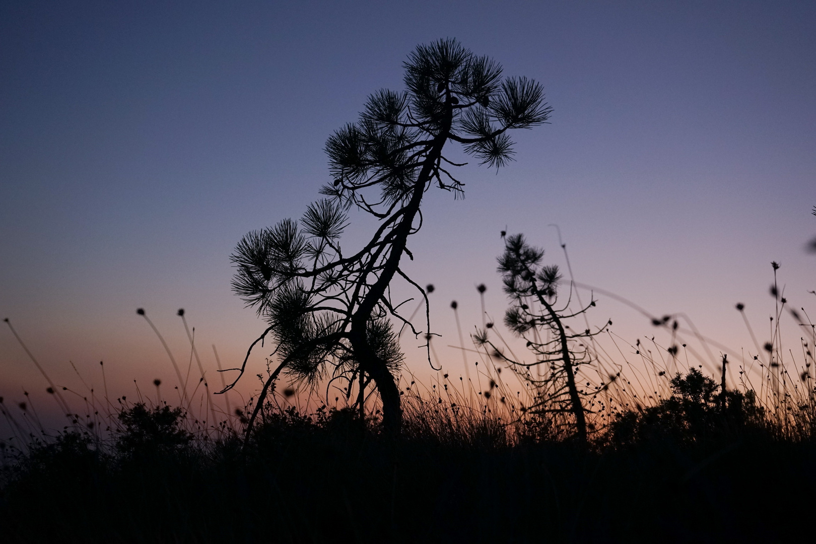 Cogoleto Pine Artwork