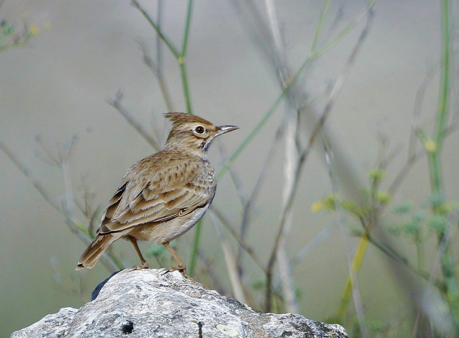 cogullada