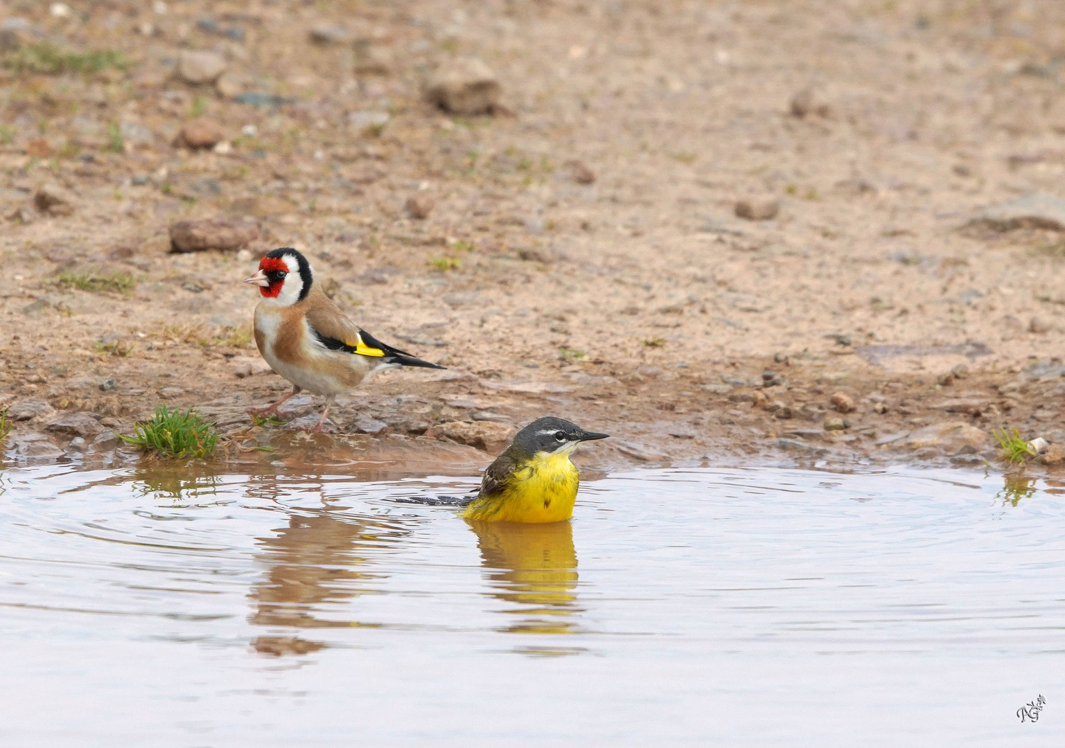 Cohabitation au bain ..... 