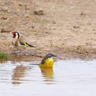 Cohabitation au bain ..... 