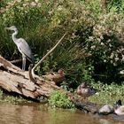 Cohabitation au Marais