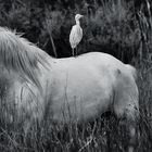 Cohabitation camarguaise !