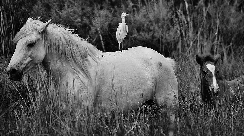 Cohabitation camarguaise.....