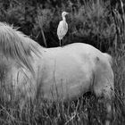 Cohabitation camarguaise.....