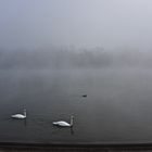 Cohabitation dans la brume