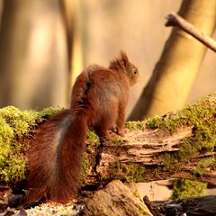 coiffé a la raie