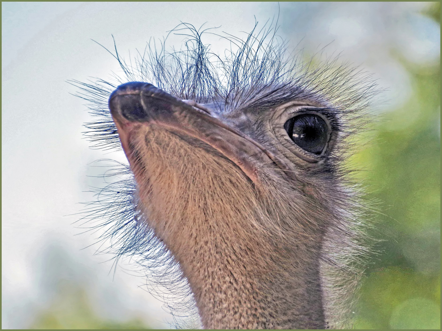 coiffé /décoiffé