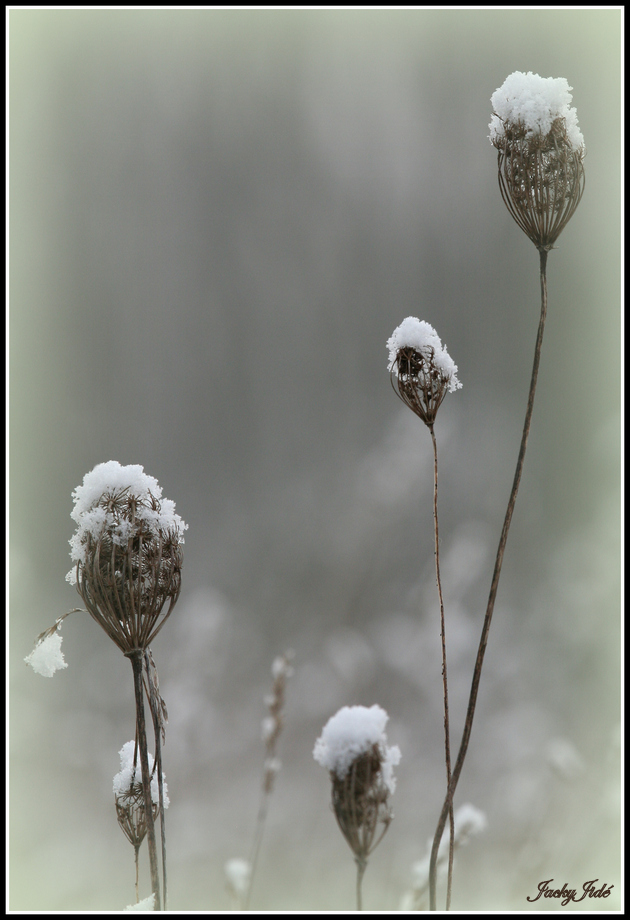 Coiffes hivernales