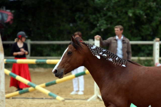 coiffure de gala !