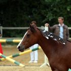 coiffure de gala !