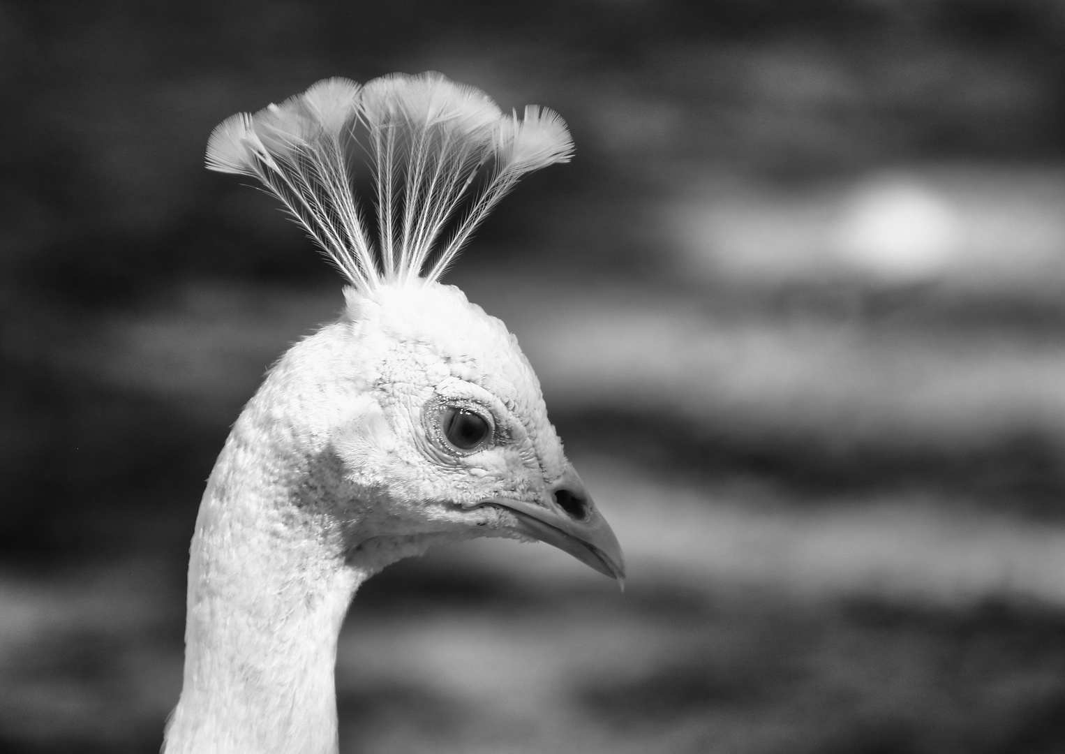 coiffure de l'été !