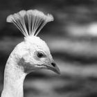 coiffure de l'été !