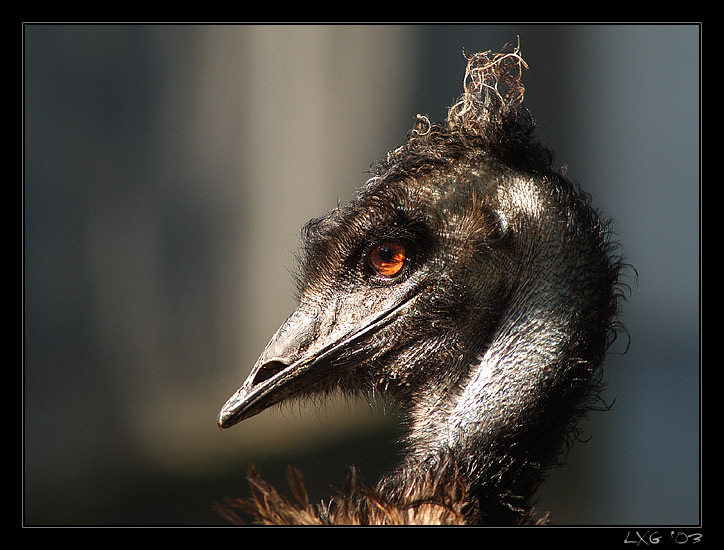 coiffure extravagant.