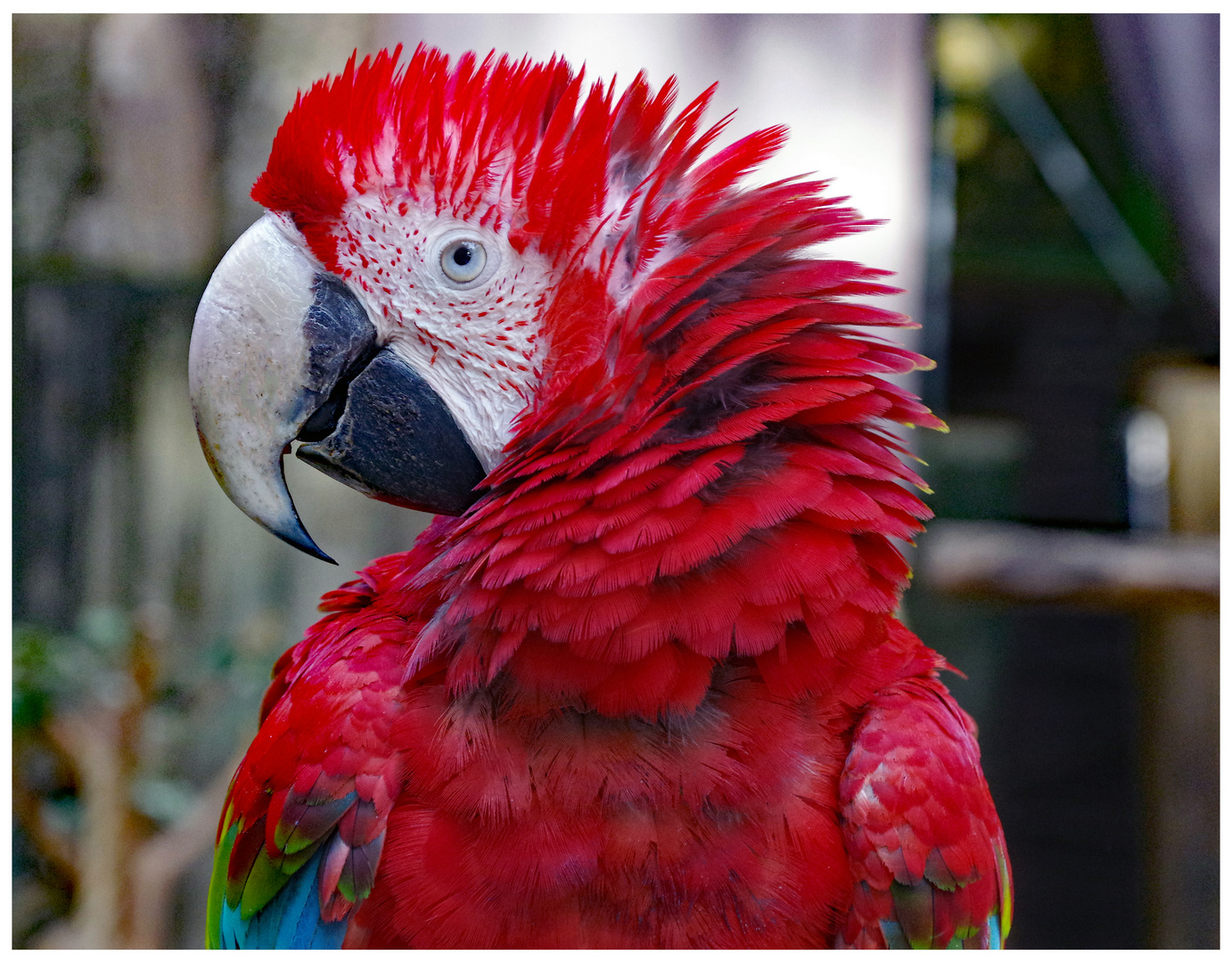 coiffure punk?