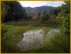 Coin de brousse en Calédonie