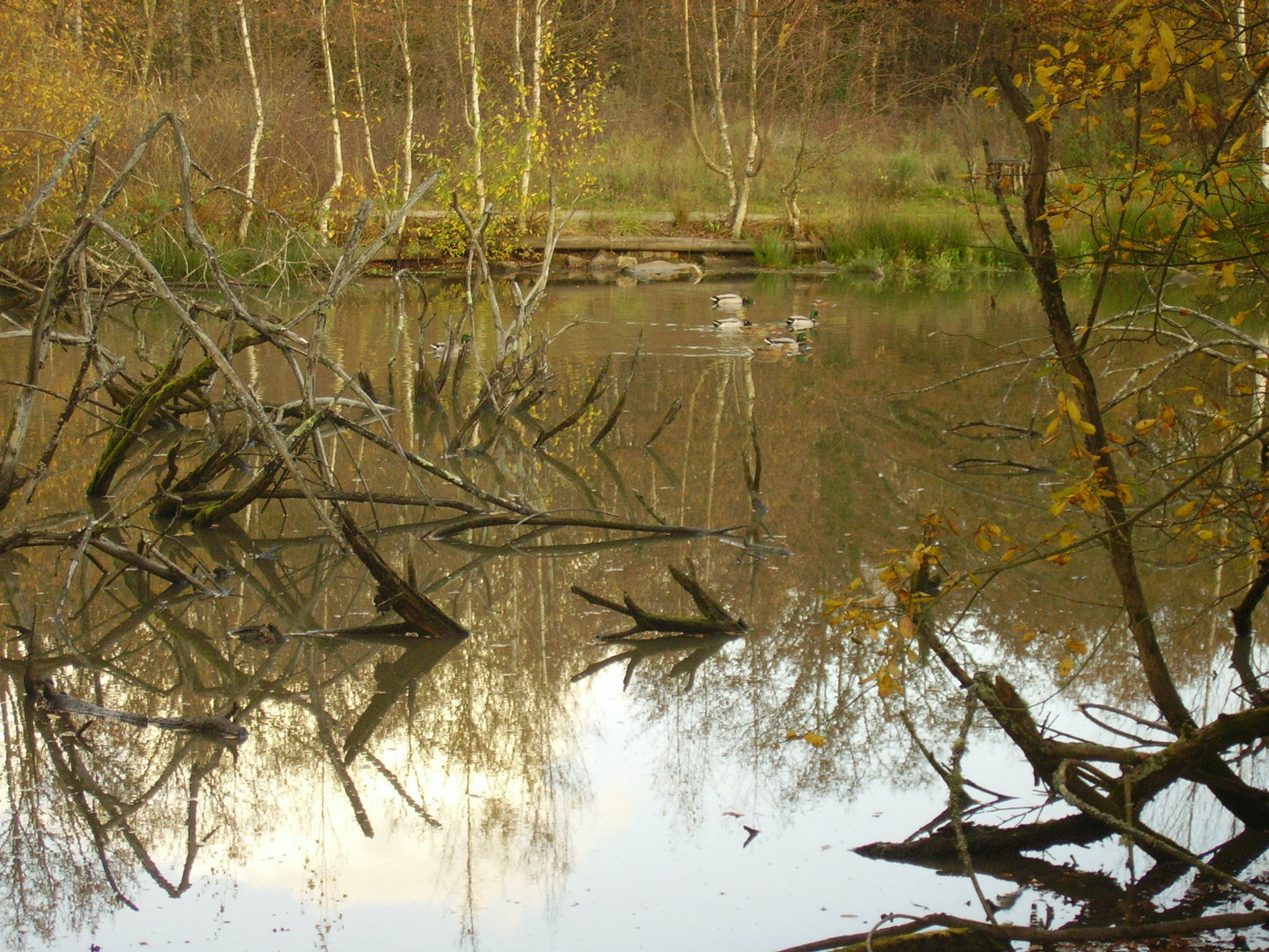 COIN TRANQUILLE POUR LES CANARDS